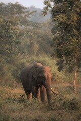 asian elephant