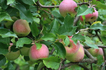  Close-up of red Florina apples growing on branch on tree in the orchard. Malus domestica