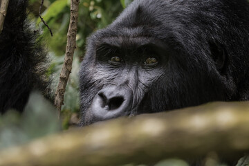 gorilla, uganda
