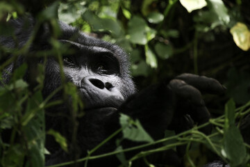 gorilla, uganda