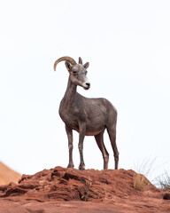 mountain goat on the rocks