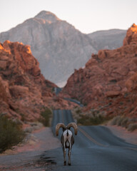 road leading to valley of fire, US