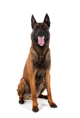 malinois in studio