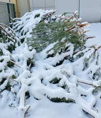 Post-New Year's Cleanup: Discarded Christmas Trees