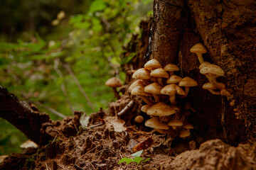 Small mushrooms on a stump in the forest