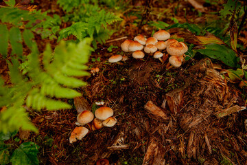 Small mushrooms on a stump in the forest