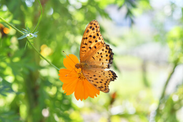 蝶と花