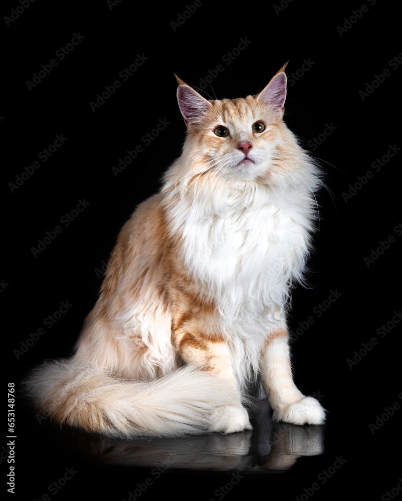 Canvas Prints norwegian forest cat