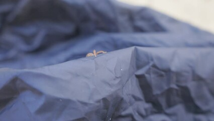 Close up slow motion shot of a spider crawling on a camping tent.
