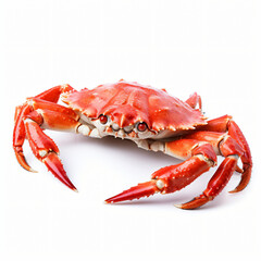 King crab isolated on white background