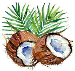 Namalowany kokos ilustracja - obrazy, fototapety, plakaty