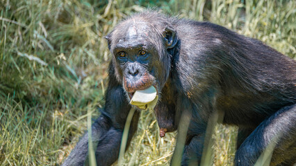 Portrait of an old mother chimpanzee in tall grass, closeup, details. Concept biodiversity, animal care, maternity and wildlife conservation.