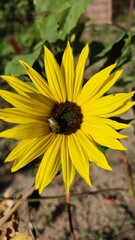 Sunflower yellow in sunlight 