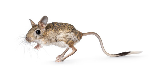 Senior greater Egyptian jerboa aka Jaculus orientalis, standing side ways. Looking away from camera. Isolated on a white background. - obrazy, fototapety, plakaty