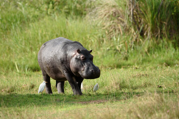 Hippopotamus (Hippos) feeding on green grass on land