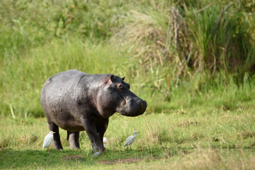 Hippopotamus (Hippos) feeding on green grass on land