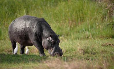 Hippopotamus (Hippos) feeding on green grass on land