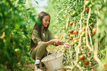 Side view, working. Little girl is in the garden with tomatoes