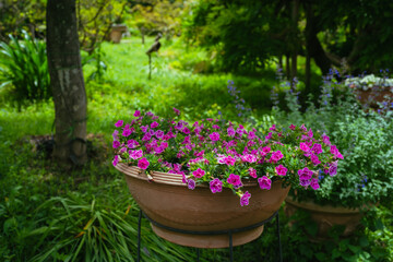 Fototapeta na wymiar 春に咲くペチュニアの花々