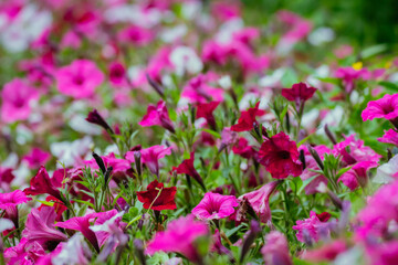 春に咲くペチュニアの花々