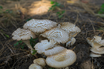 Lentinus tigrinus is a mushroom in the Polyporaceae family.