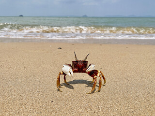 Crab on the beach. Horned ghost crab(Ocypode ceratophthalmus) or horn-eyed ghost crab. It lives in Indo-Pacific region from the coast of East Africa to Philippines, Japan to the Great Barrier Reef. 