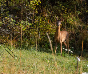 Corzo (Capreolus capreolus) hembra de grandes ojos y orejas en un prado verde