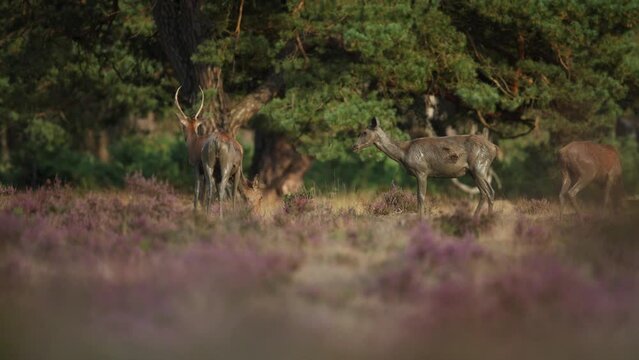 Red deer hinds with muddy coats after wallowing in mud, rutting season, Veluwe