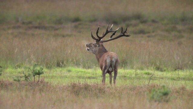 Territorial red deer stag urinates on himself, self-anointing. The rut, Veluwe