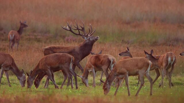 Dominant red deer stag struts among harem of hinds in meadow at sunrise