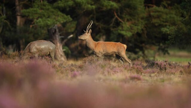 Young red deer stag with muddy underparts strut amongst hinds, rutting season