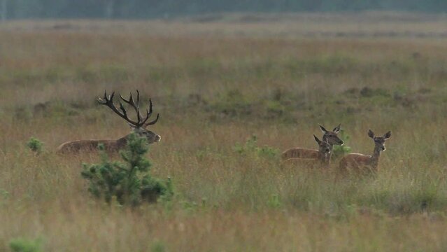 Dominant red deer stag in meadow chasing hinds and bellowing, rutting season