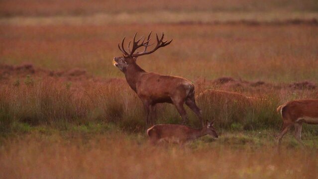 
Red deer stag bellows in early morning surrounded by harem of hinds, the rut
