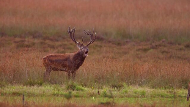 Red deer stag with majestic antlers bellows in meadow releasing breath vapor