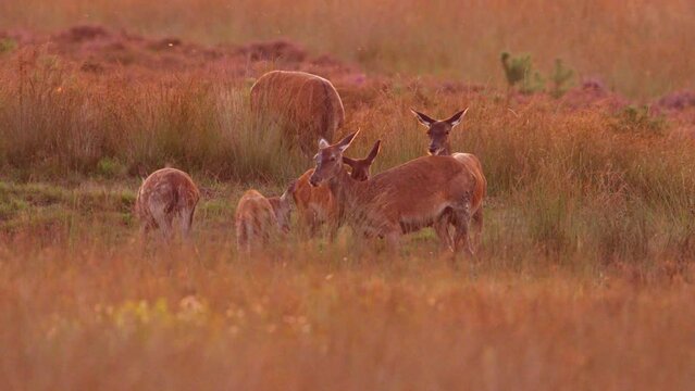 Red deer wallowing in grassy meadow at golden sunrise, Veluwe, rutting season