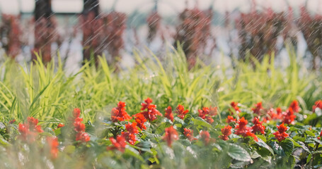 Automatic watering of flowers and grass in city park. Red flowers under splash of water.