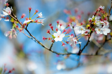 花、春、植物、桜、さくら