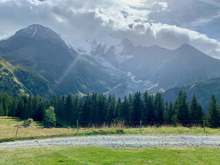 Sapins sur le sentier du TMB dans les Alpes françaises