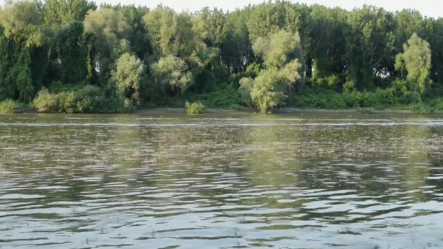 Long-tailed mayflies flying above Tisza river