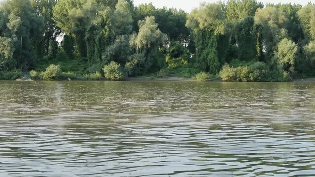 Mayflies flying above Tisza river