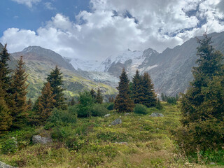 Sapins sur le sentier du TMB dans les Alpes françaises