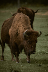 Bisons