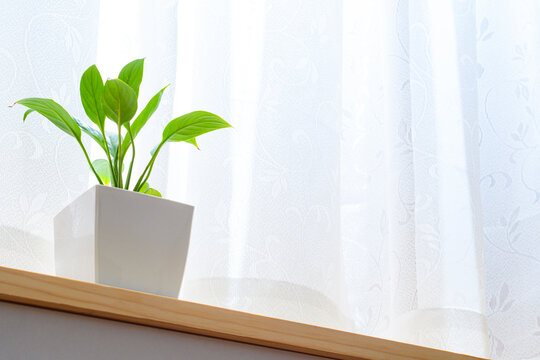 窓辺で育てる鉢植えのスパティフィラム