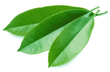 Fresh tea leaves isolated on white background. Closeup.