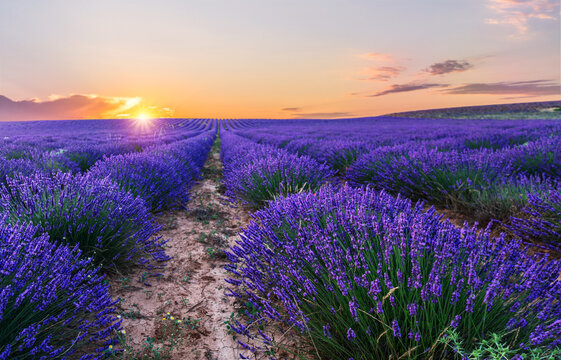 Lavender field in blossom. Rows of lavender bushes stretching to the skyline. Stunning  sunset sky at the background. Brihuega, Spain.
