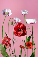 a delicate composition of wildflowers of different shades on a pink background. the painting is suitable for interior decoration, posters. Floral print. Opium flowers fascinate and attract the eye