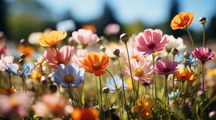 Foto op Plexiglas Tuin Flower field in sunlight, spring or summer garden background in closeup macro view or flowers meadow field in morning light