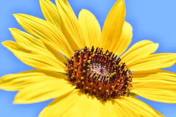 黄色い花　ヒマワリ