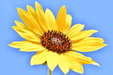 黄色い花　ヒマワリ