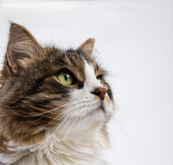 Portrait of a green-eyed cat looking up; close-up